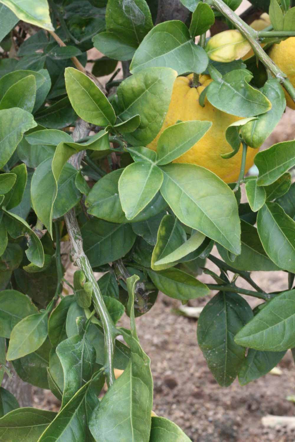            Sun leaves (Riverside, CA)   